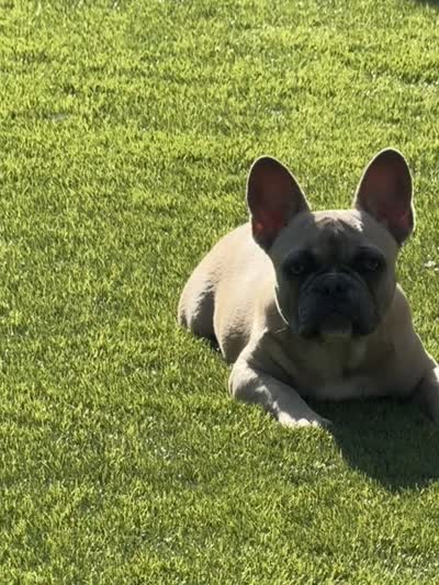 Sandy, a female French Bulldog for sale in Los Angeles, CA – 8 of 8
