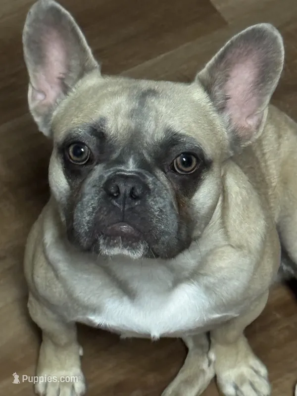 Sandy – French Bulldog puppy for sale in Los Angeles, CA
