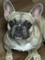 Sandy, a female French Bulldog for sale in Los Angeles, CA – 1 of 9