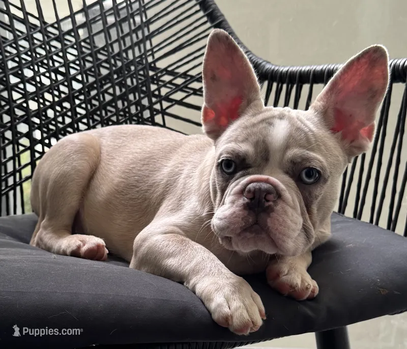 MAXX – French Bulldog puppy for sale in Los Angeles, CA