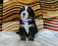 Barbie, a female Bernese Mountain Dog for sale in Clare, MI – 3 of 5