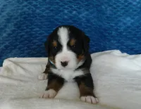 Boone, a male Bernese Mountain Dog for sale in Clare, MI – 5 of 5