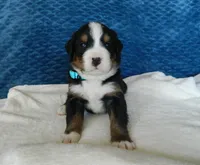 Boone, a male Bernese Mountain Dog for sale in Clare, MI – 2 of 5