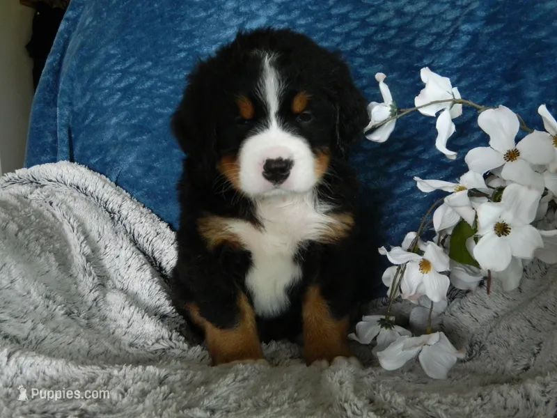 Bear – Bernese Mountain Dog puppy for sale in Clare, MI