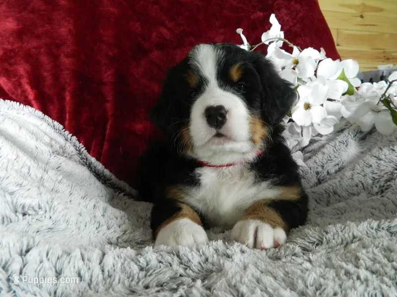 Bonnie – Bernese Mountain Dog puppy for sale in Clare, MI