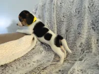 Buddy, a male Beagle for sale in Clare, MI – 3 of 5