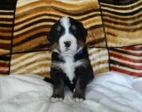 Barbie, a female Bernese Mountain Dog for sale in Clare, MI – 1 of 5