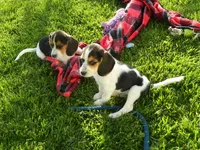 Spot, a male Beagle for sale in Clare, MI – 2 of 4