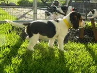 Buddy, a male Beagle for sale in Clare, MI – 2 of 8