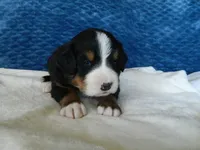 Bear, a male Bernese Mountain Dog for sale in Clare, MI – 4 of 5
