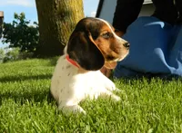 Tony, a male Beagle for sale in Clare, MI – 4 of 9