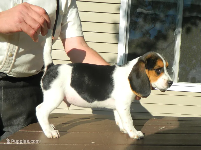 Spot – Beagle puppy for sale in Clare, MI