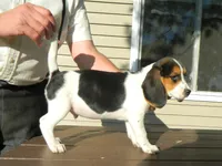 Spot, a male Beagle for sale in Clare, MI – 1 of 4
