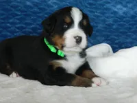 Benny, a male Bernese Mountain Dog for sale in Clare, MI – 5 of 5