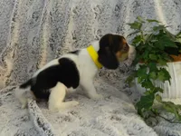 Buddy, a male Beagle for sale in Clare, MI – 2 of 5
