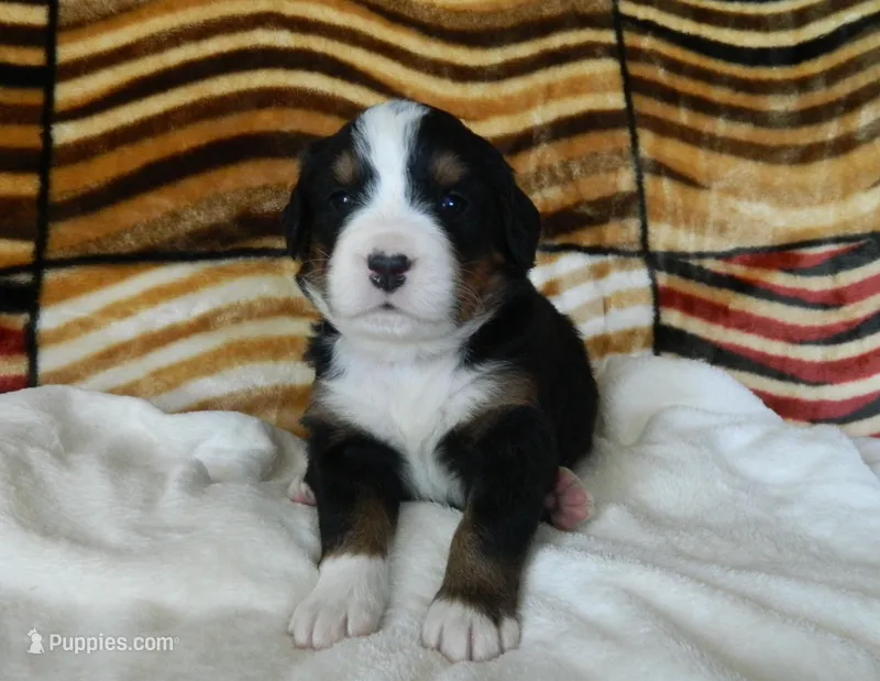 Bonnie – Bernese Mountain Dog puppy for sale in Clare, MI