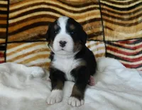 Bonnie, a female Bernese Mountain Dog for sale in Clare, MI – 1 of 4