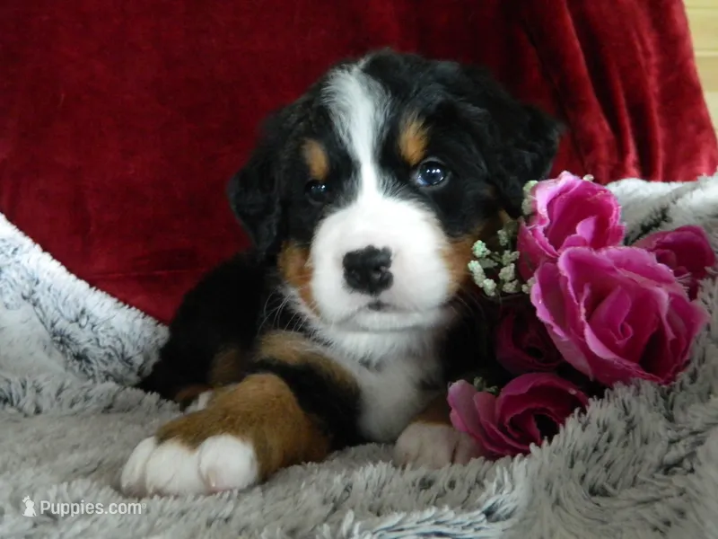 Beulah – Bernese Mountain Dog puppy for sale in Clare, MI
