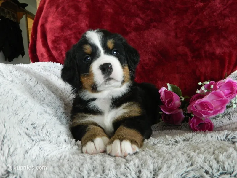 Barbie – Bernese Mountain Dog puppy for sale in Clare, MI