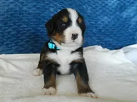 Boone, a male Bernese Mountain Dog for sale in Clare, MI – 4 of 5