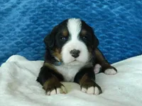 Bobby, a male Bernese Mountain Dog for sale in Clare, MI – 4 of 5