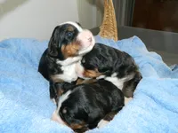 processed/a0a0aaf5-6773-4209-a50d-2e9e2a493b00/listing/2800f4e4-b3e3-4525-80b1-e0271d48f130/2c827396-1bd3-4552-82ec-0ed65c8fd300