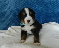 Boone, a male Bernese Mountain Dog for sale in Clare, MI – 3 of 5