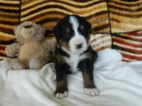 Beulah, a female Bernese Mountain Dog for sale in Clare, MI – 4 of 5