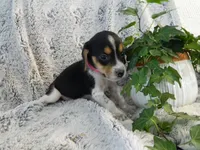 Lucy, a female Beagle for sale in Clare, MI – 3 of 4