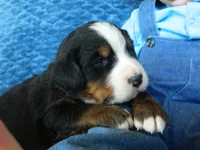 Bobby, a male Bernese Mountain Dog for sale in Clare, MI – 3 of 5