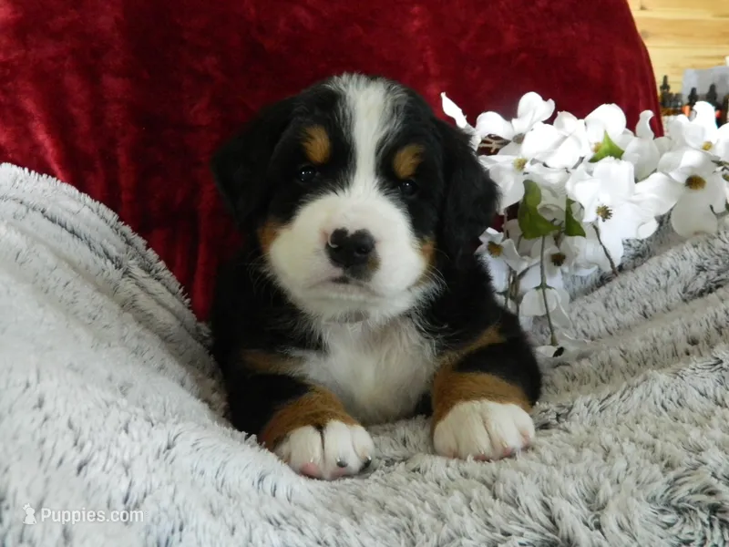 Beauty – Bernese Mountain Dog puppy for sale in Clare, MI