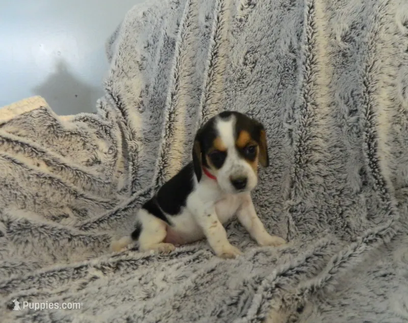 Mira, a female Beagle for sale in Clare, MI – 1 of 3