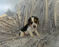 Mira, a female Beagle for sale in Clare, MI – 1 of 3
