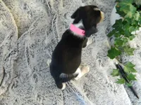 Lucy, a female Beagle for sale in Clare, MI – 4 of 4