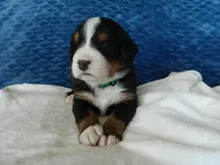 Bear, a male Bernese Mountain Dog for sale in Clare, MI – 2 of 5
