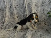 Mira, a female Beagle for sale in Clare, MI – 2 of 3