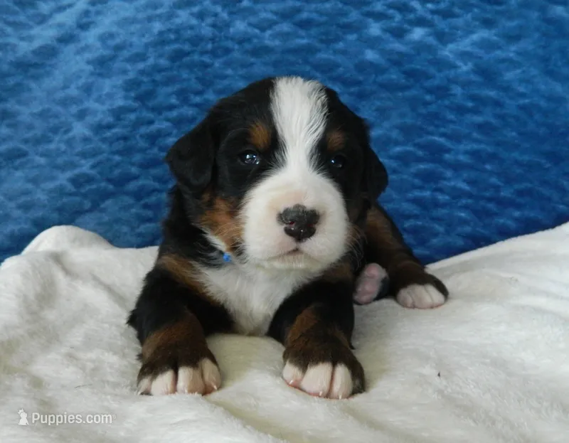 Bobby – Bernese Mountain Dog puppy for sale in Clare, MI