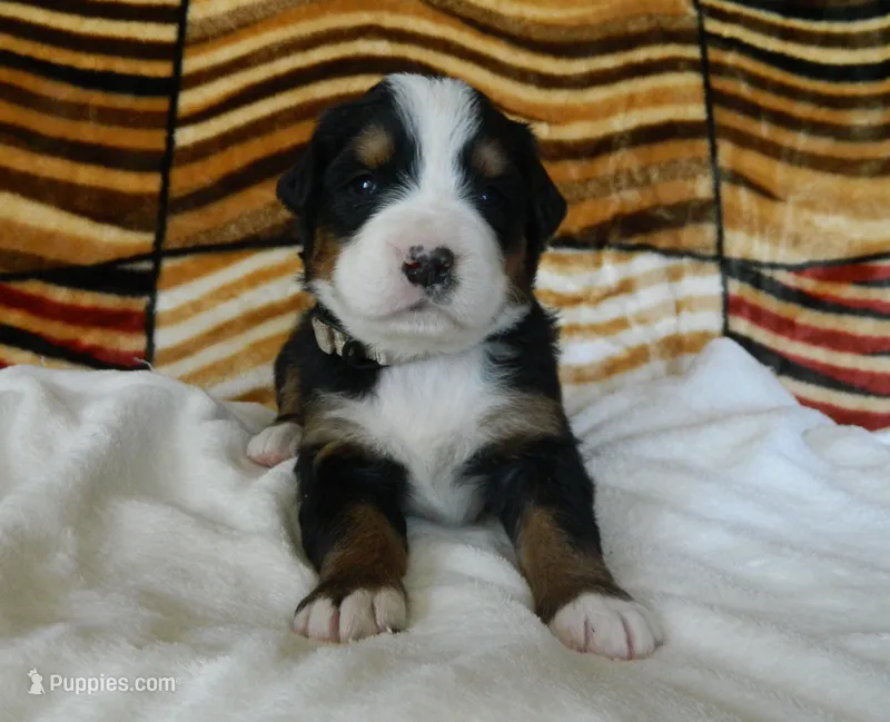 Beauty – Bernese Mountain Dog puppy for sale in Clare, MI
