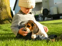 Tony, a male Beagle for sale in Clare, MI – 2 of 9