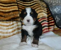 Bailey, a female Bernese Mountain Dog for sale in Clare, MI – 1 of 5