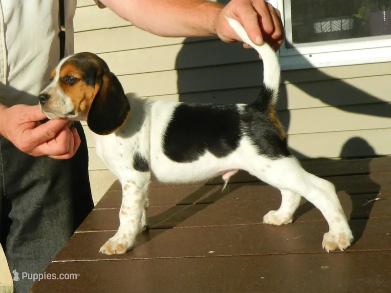 Tony – Beagle puppy for sale in Clare, MI