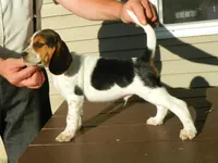 Tony, a male Beagle for sale in Clare, MI – 1 of 9