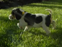 Buddy, a male Beagle for sale in Clare, MI – 5 of 8