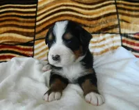 Beauty, a female Bernese Mountain Dog for sale in Clare, MI – 4 of 5