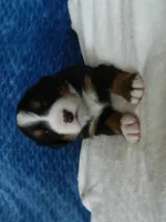 Bear, a male Bernese Mountain Dog for sale in Clare, MI – 5 of 5