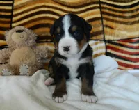 Beulah, a female Bernese Mountain Dog for sale in Clare, MI – 2 of 5