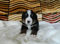 Barbie, a female Bernese Mountain Dog for sale in Clare, MI – 4 of 5