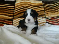 Bailey, a female Bernese Mountain Dog for sale in Clare, MI – 3 of 5