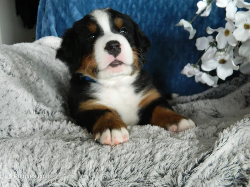 Bobby – Bernese Mountain Dog puppy for sale in Clare, MI