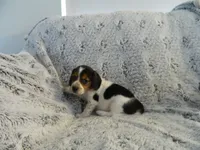 Tony, a male Beagle for sale in Clare, MI – 3 of 3